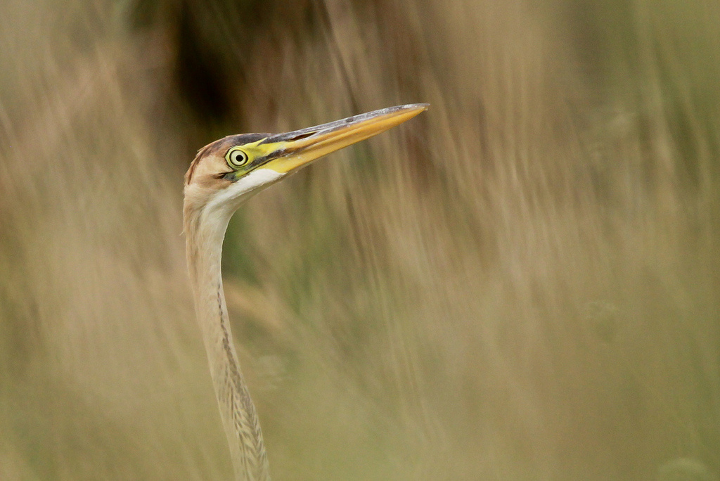 Vörös gém (Ardea purpurea) Purple Heron