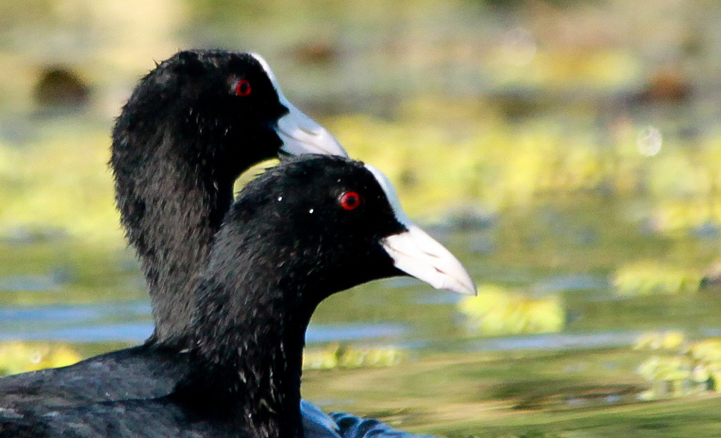 Szárcsa (Fulica atra)