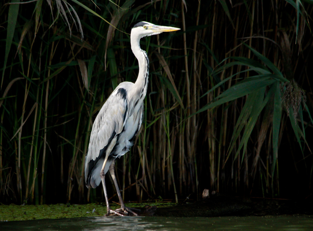 Szürke gém (Ardea cinerea)