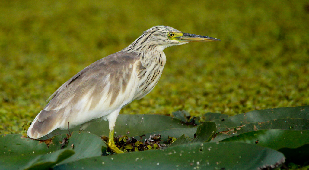 Üstökösgém (Ardeola ralloides) Squacco Heron