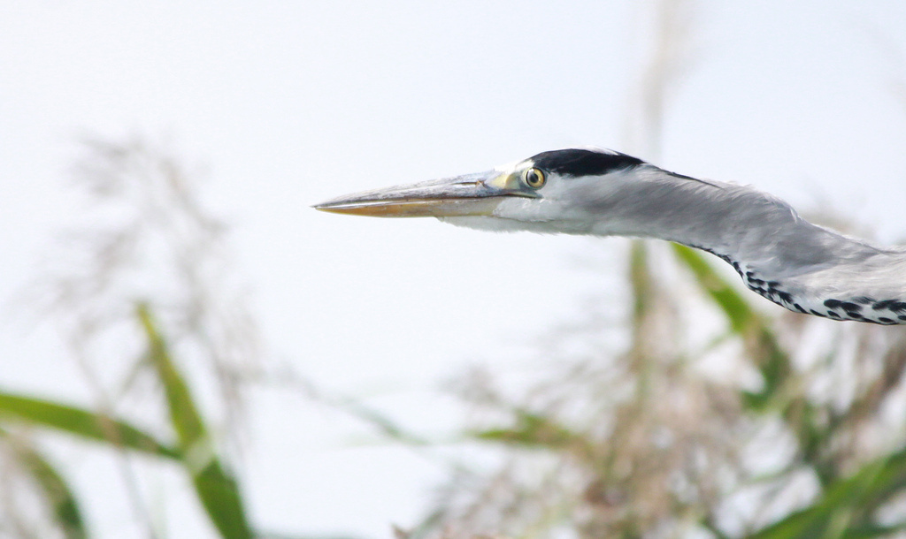 Szürke gém (Ardea cinerea)