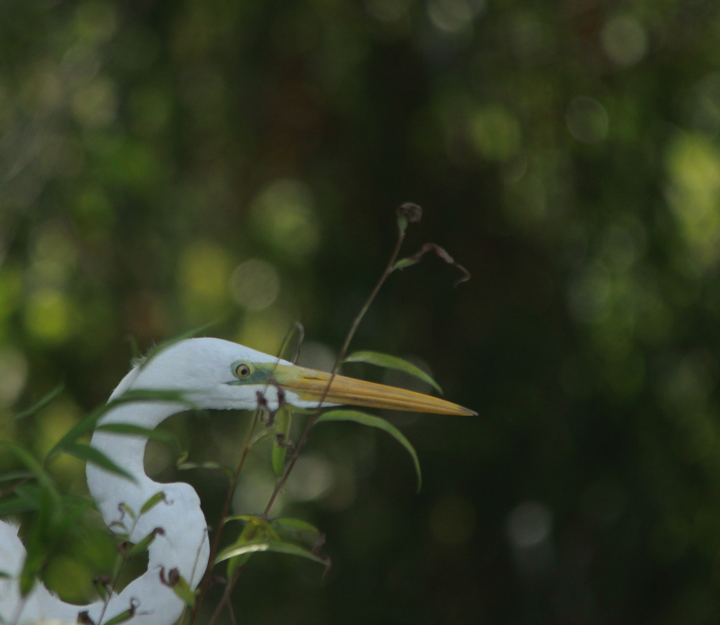 Nagy kócsag (Egretta alba)