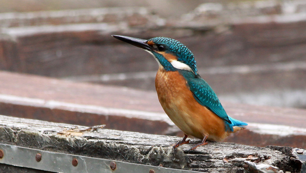 Jégmadár (Alcedo atthis)