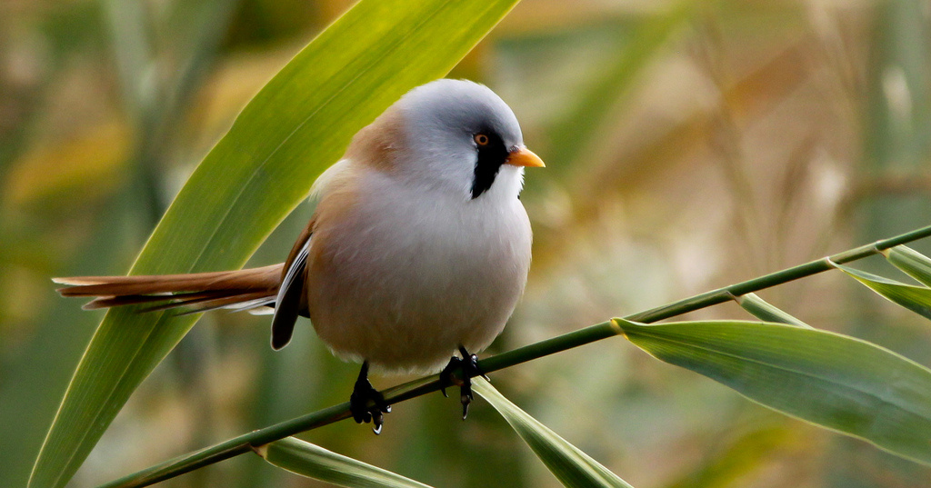 A cinegekirály - barkóscinege (Panurus biarmicus)