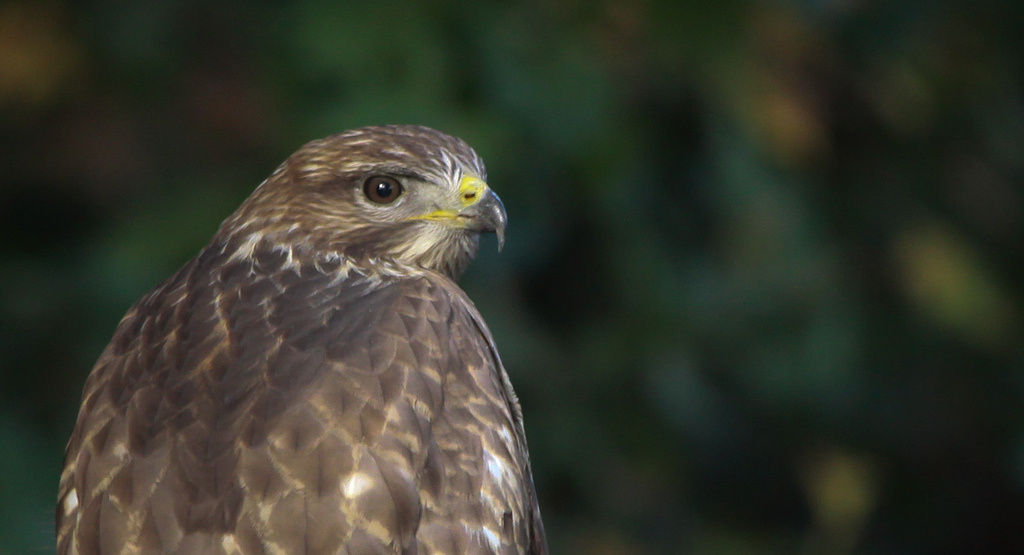 Egerészölyv (Buteo buteo)