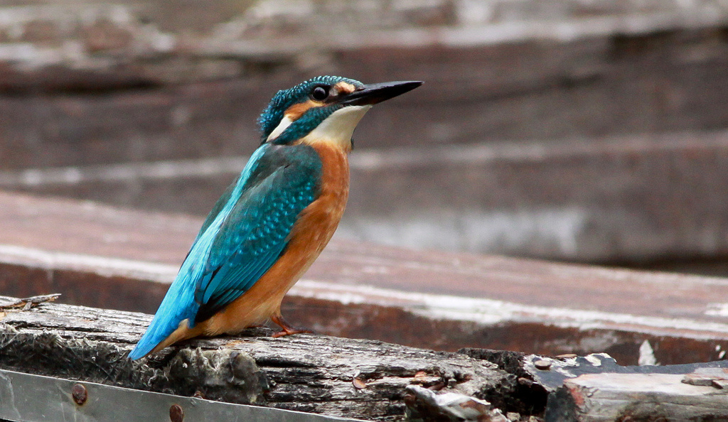 Jégmadár (Alcedo atthis)