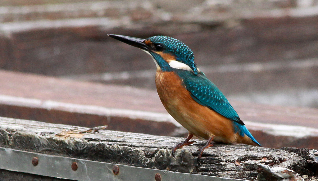 Jégmadár (Alcedo atthis)