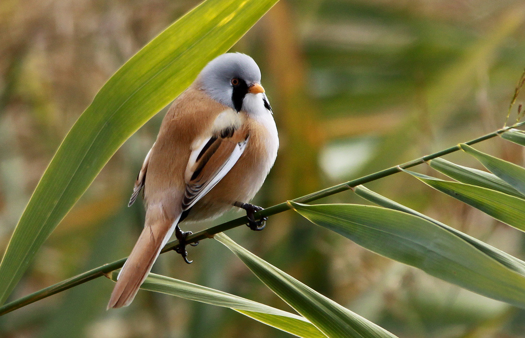 A cinegekirály - barkóscinege (Panurus biarmicus)