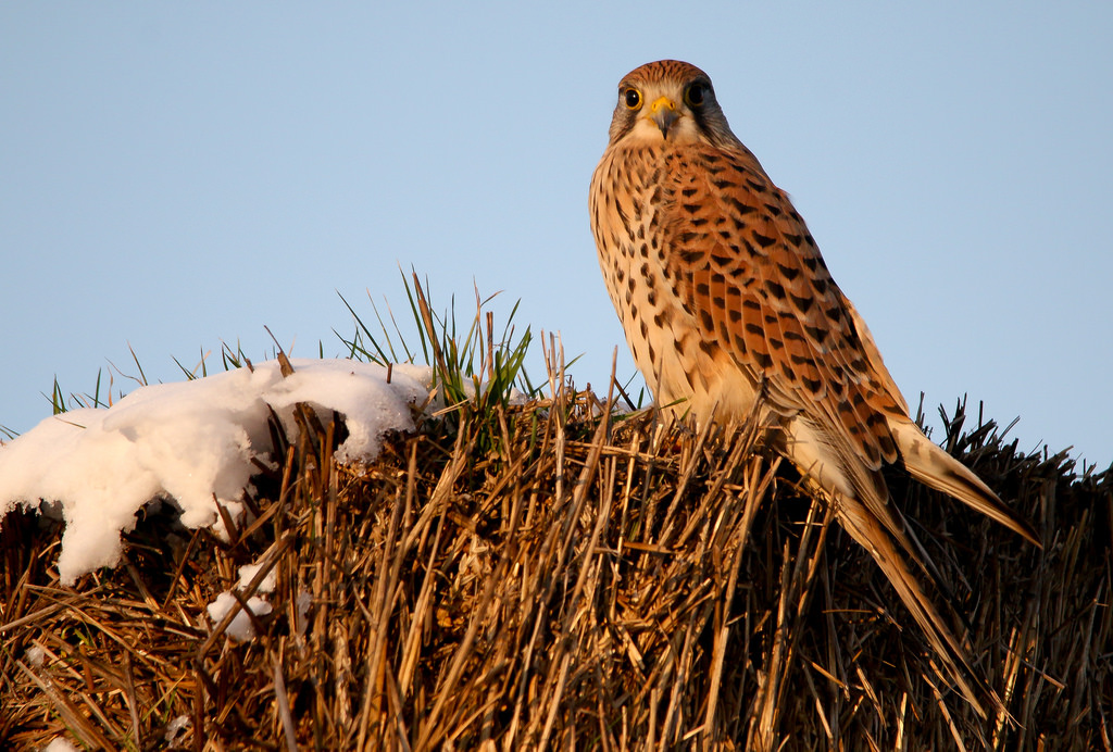 Vörös vércse (Falco tinnunculus) Common Kestrel