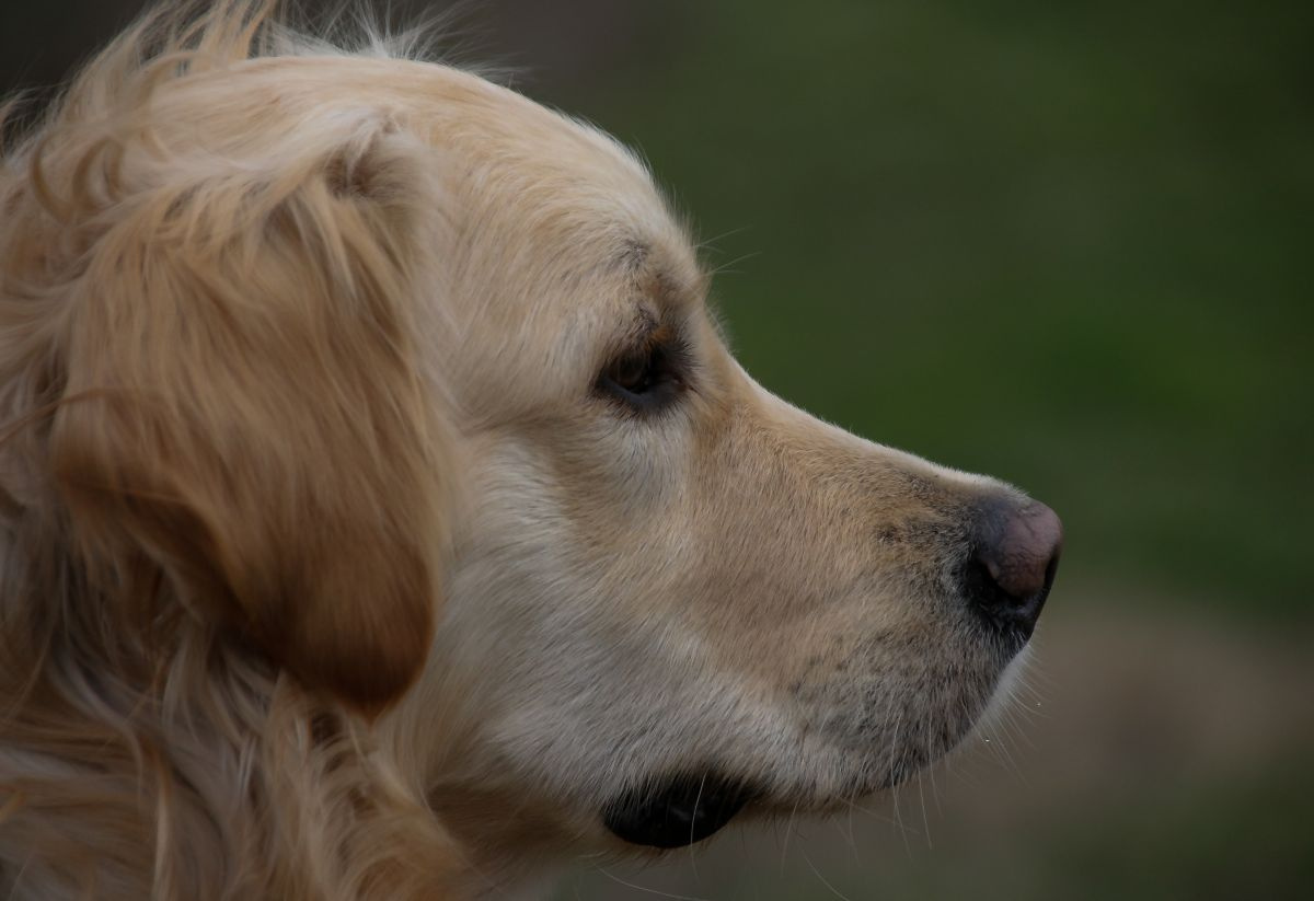 Kevin, golden retriever