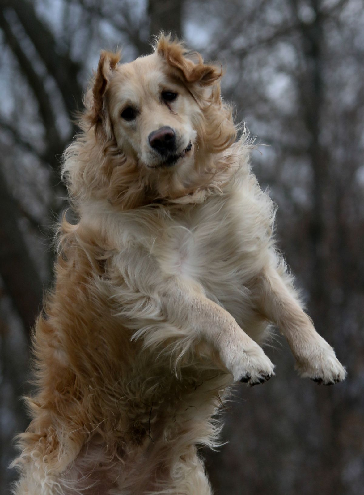 Kevin, golden retriever