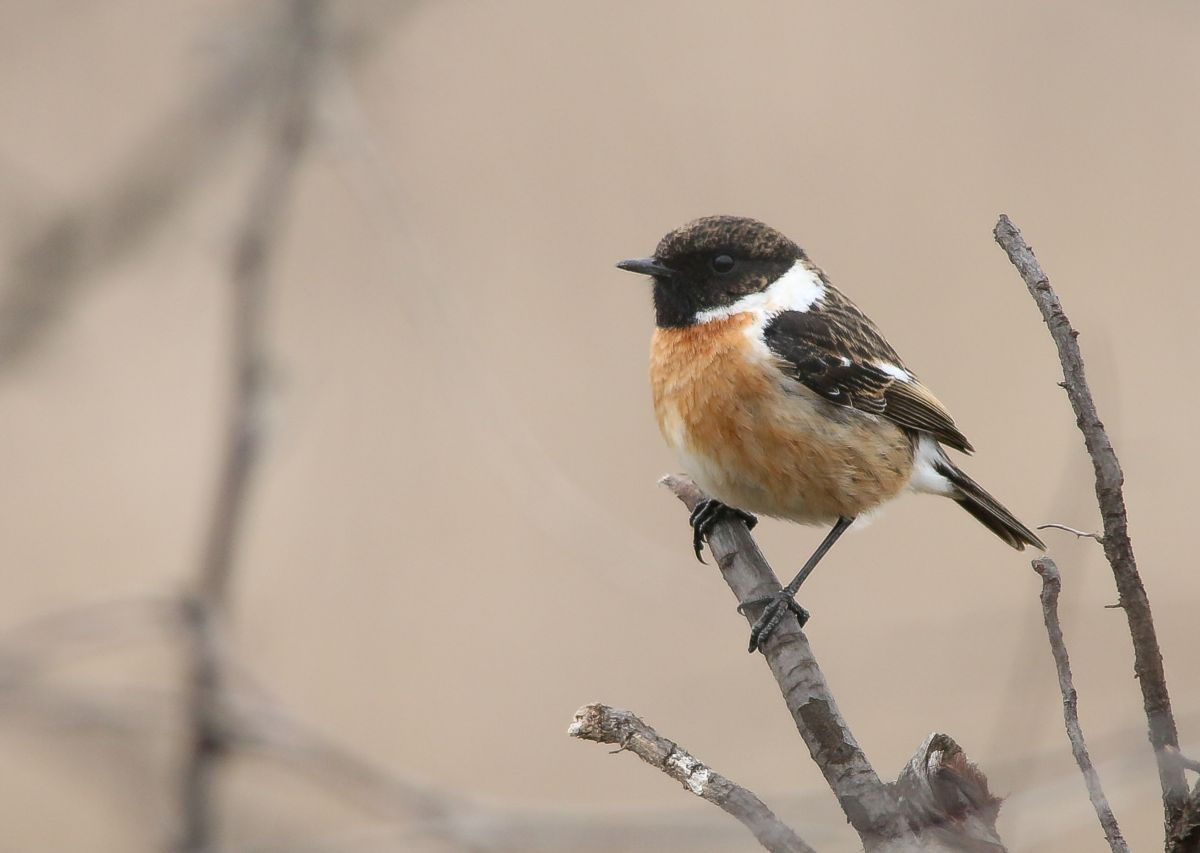 Cigánycsuk (Saxicola torquata)