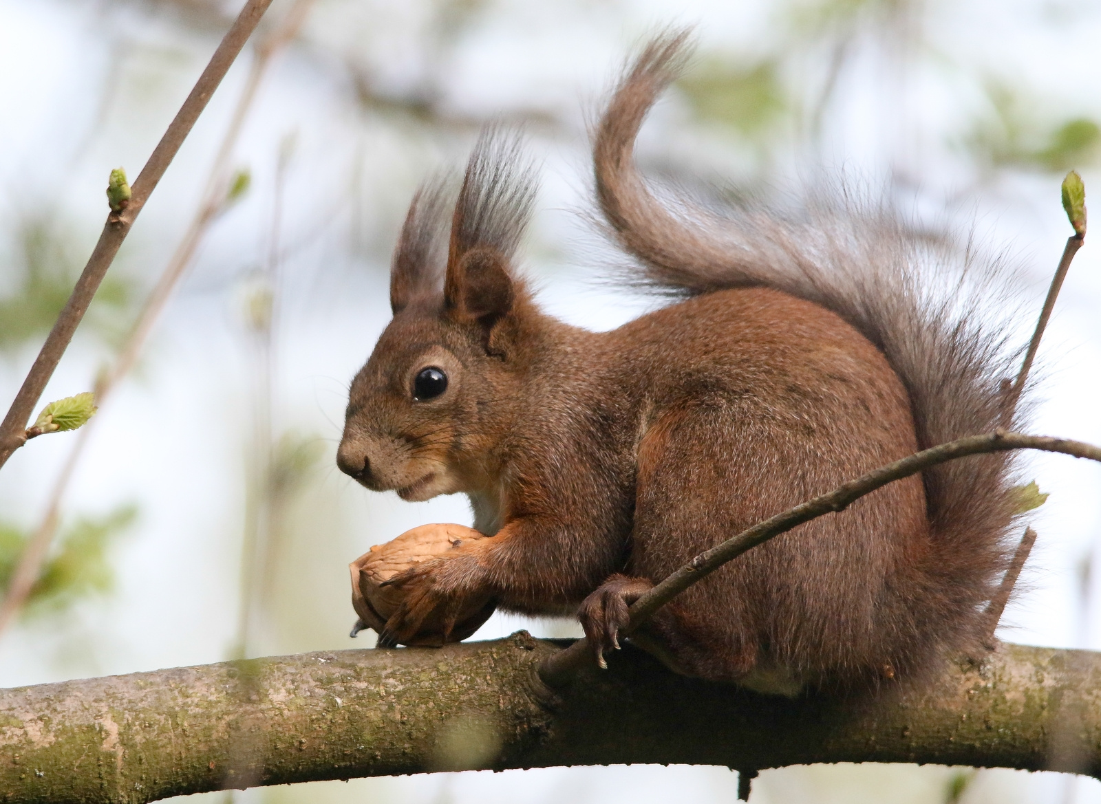 Eurasian red squirrel (Sciurus vulgaris) Európai mókus 136043885