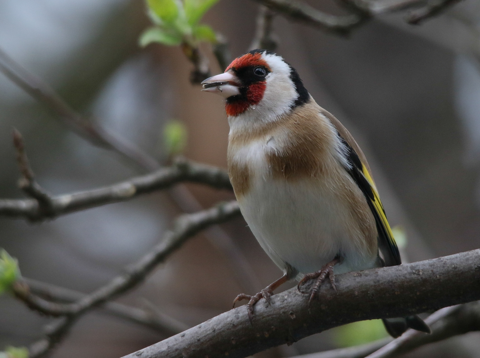 European Goldfinch (Carduelis carduelis) Tengelic 13411033804[H]