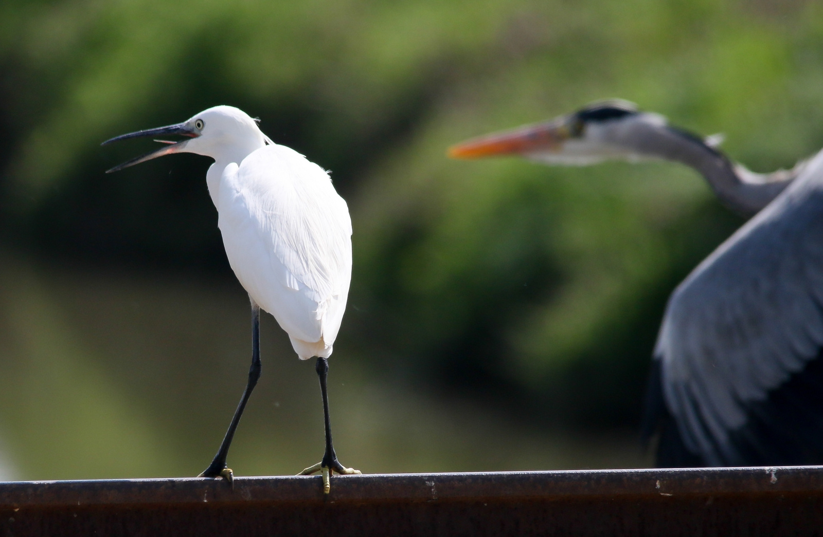 Little Egret (Egretta garzetta) Kis kócsag 13853013223[H]