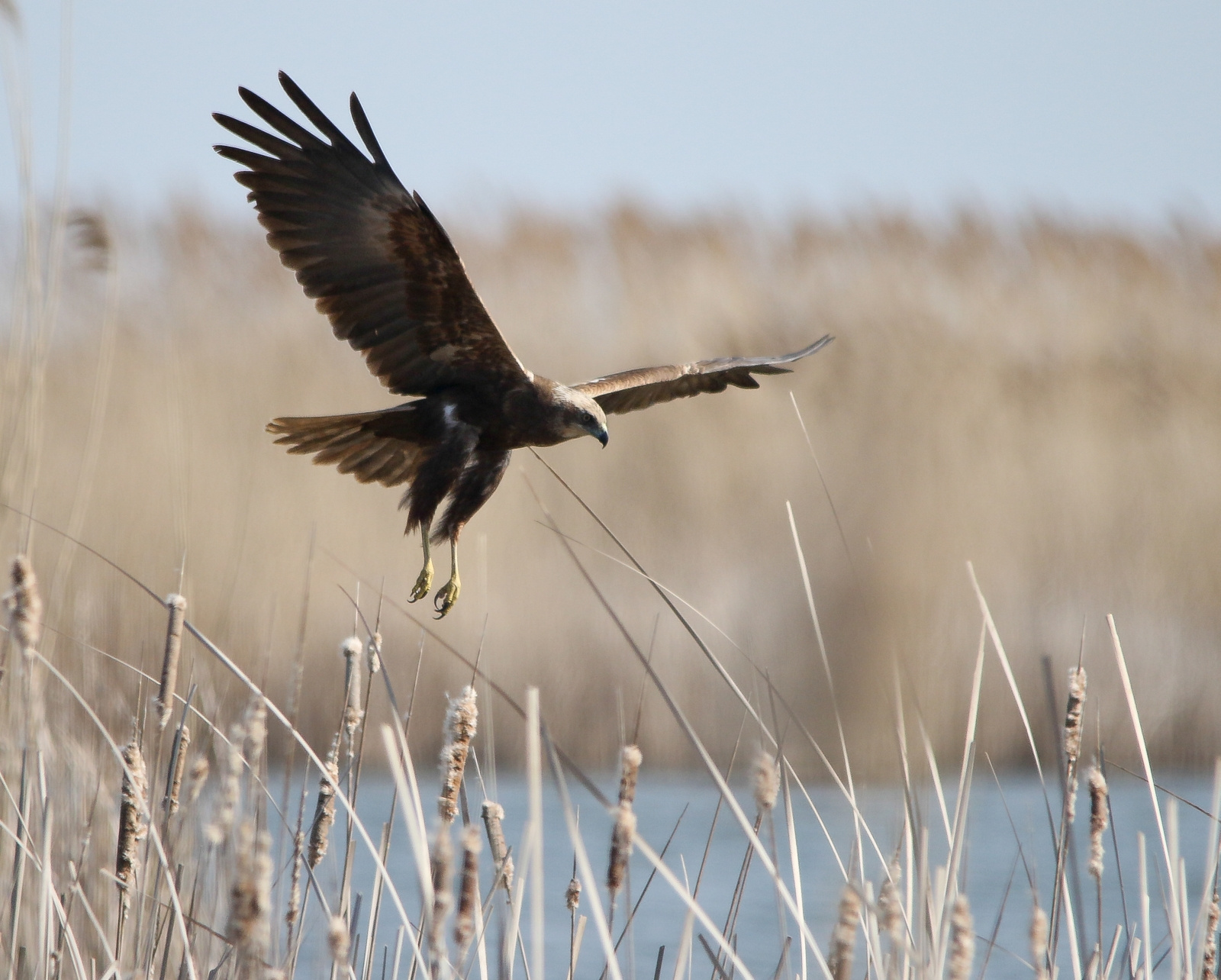 Western Marsh-harrier (Circus aeruginosus) Barna rétihéja 134102