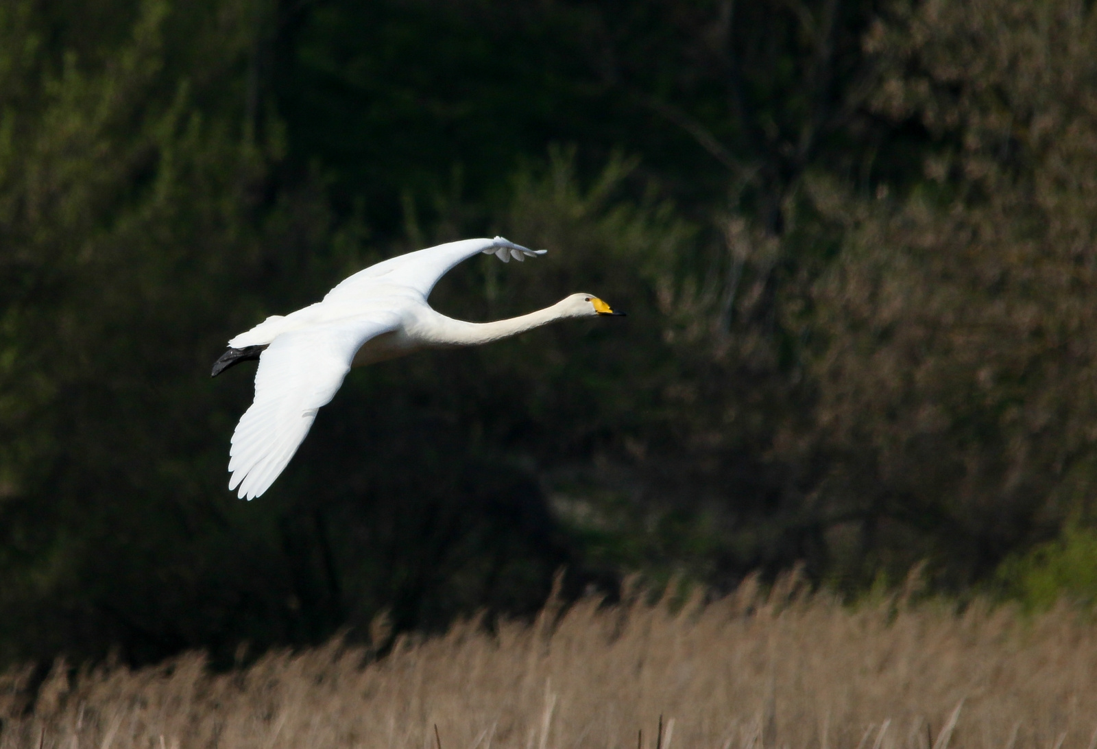 Whooper Swan (Cygnus cygnus) Énekes hattyú 13604552615[H]