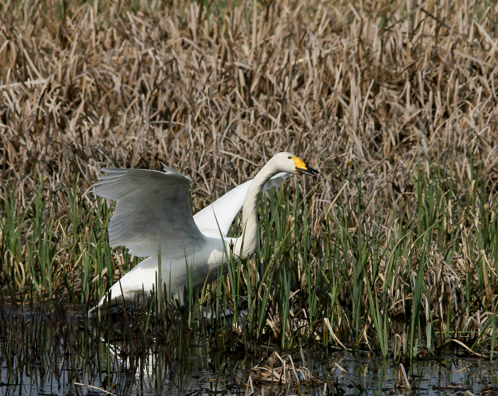 Whooper Swan (Cygnus cygnus) Énekes hattyú 13605404033[H]