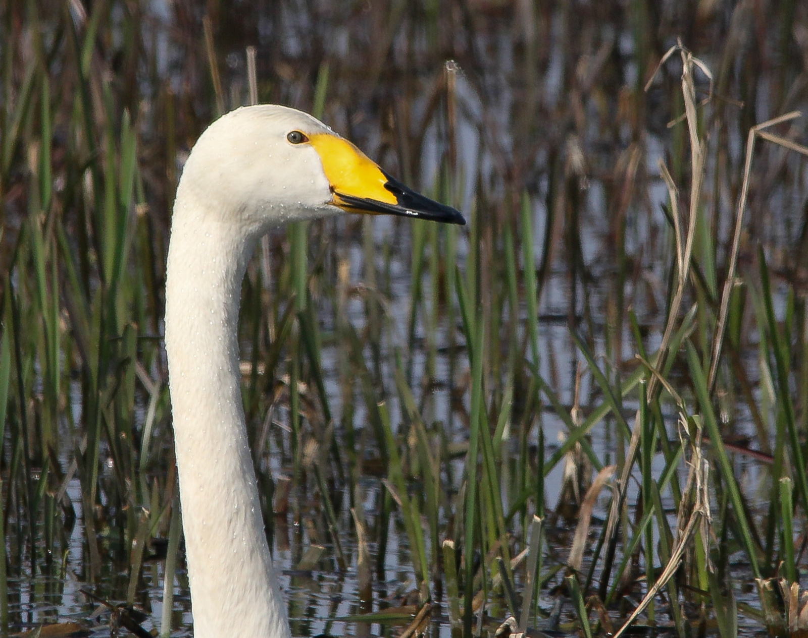 Whooper Swan (Cygnus cygnus) Énekes hattyú 13605485245[H]