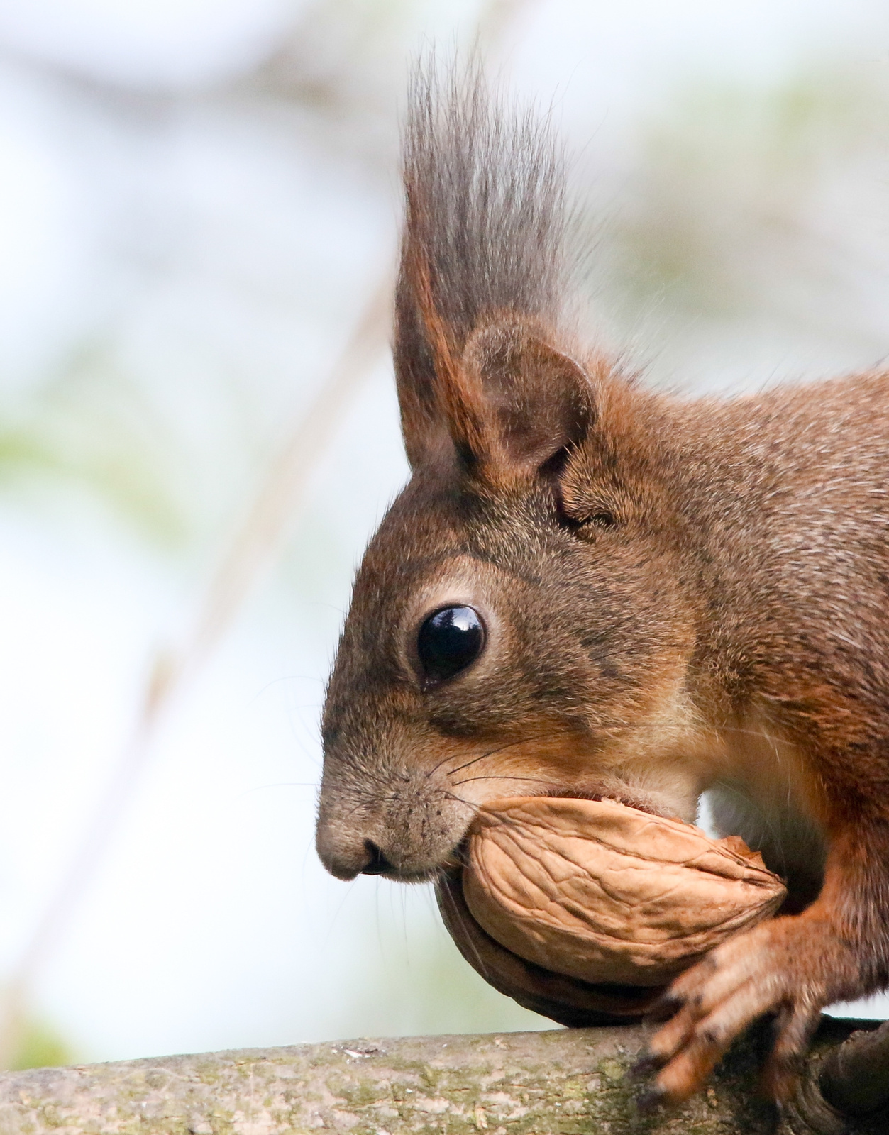 Eurasian red squirrel (Sciurus vulgaris) Európai mókus 136058612