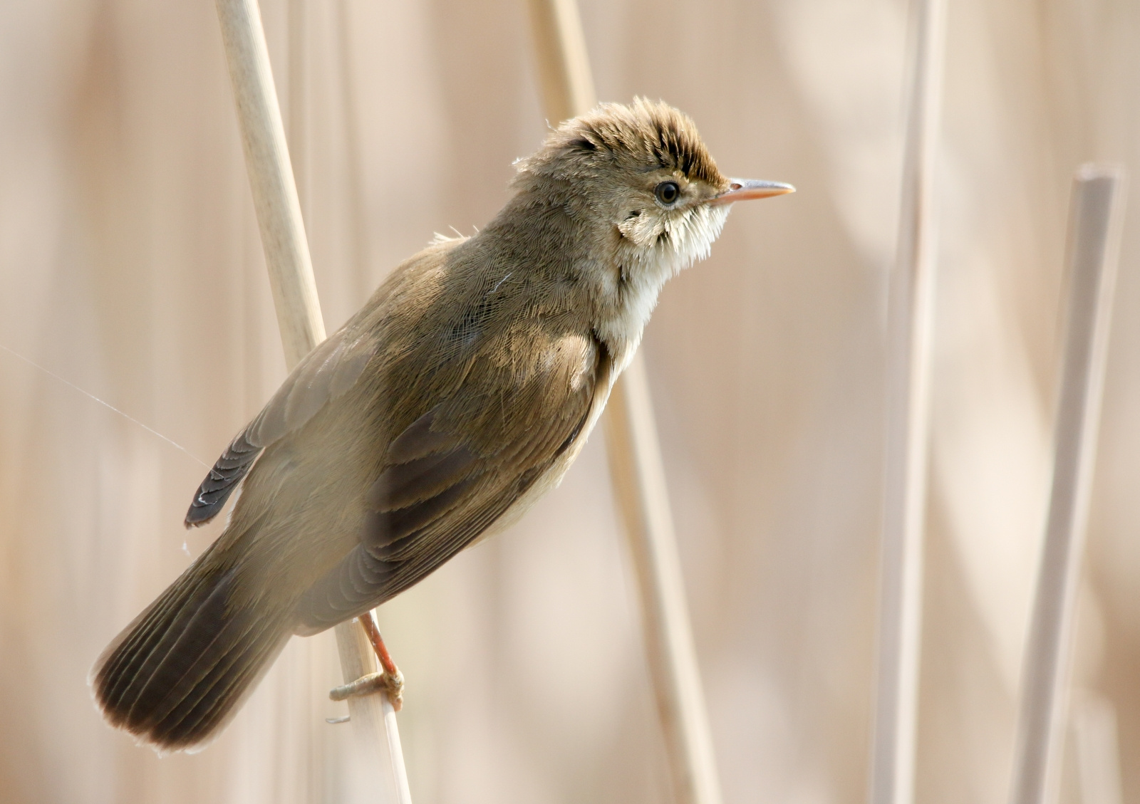 Eurasian Reed Warbler (Acrocephalus scirpaceus) Cserregõ nádipos