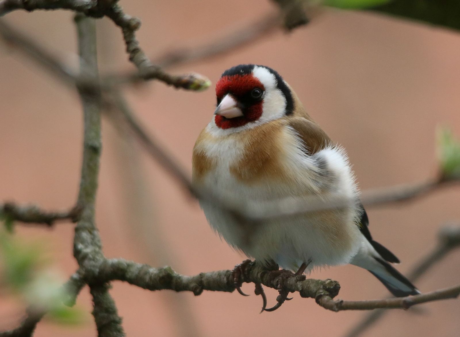 European Goldfinch (Carduelis carduelis) Tengelic 13410617495[H]