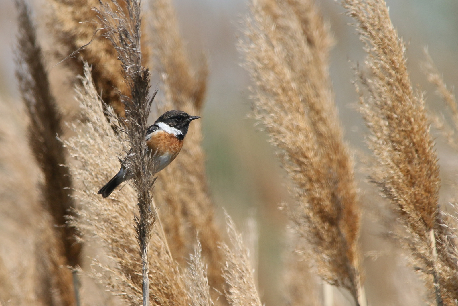 European Stonechat (Saxicola rubicola) Cigánycsuk 13958940615[H]