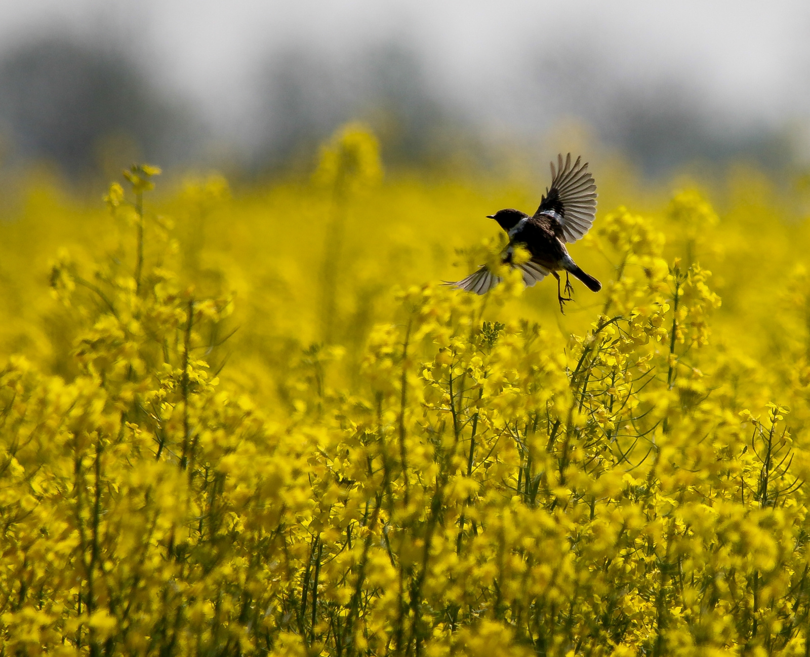 European Stonechat over the Rapeseed Field (Saxicola rubicola) C