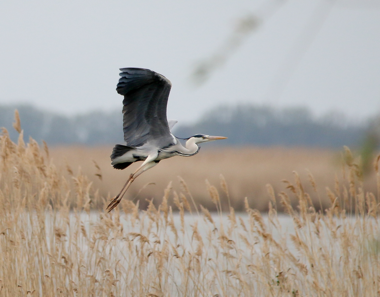 Grey Heron (Ardea cinerea) Szürke gém 13950701993[H]