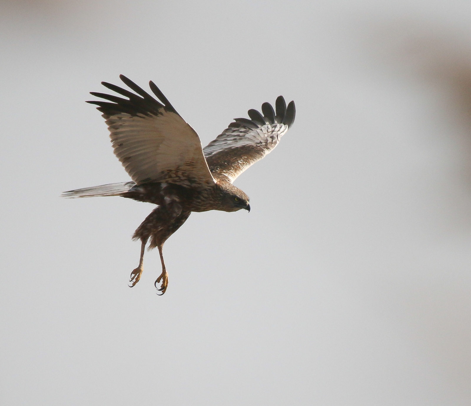 Western Marsh-harrier (Circus aeruginosus) Barna rétihéja 134093