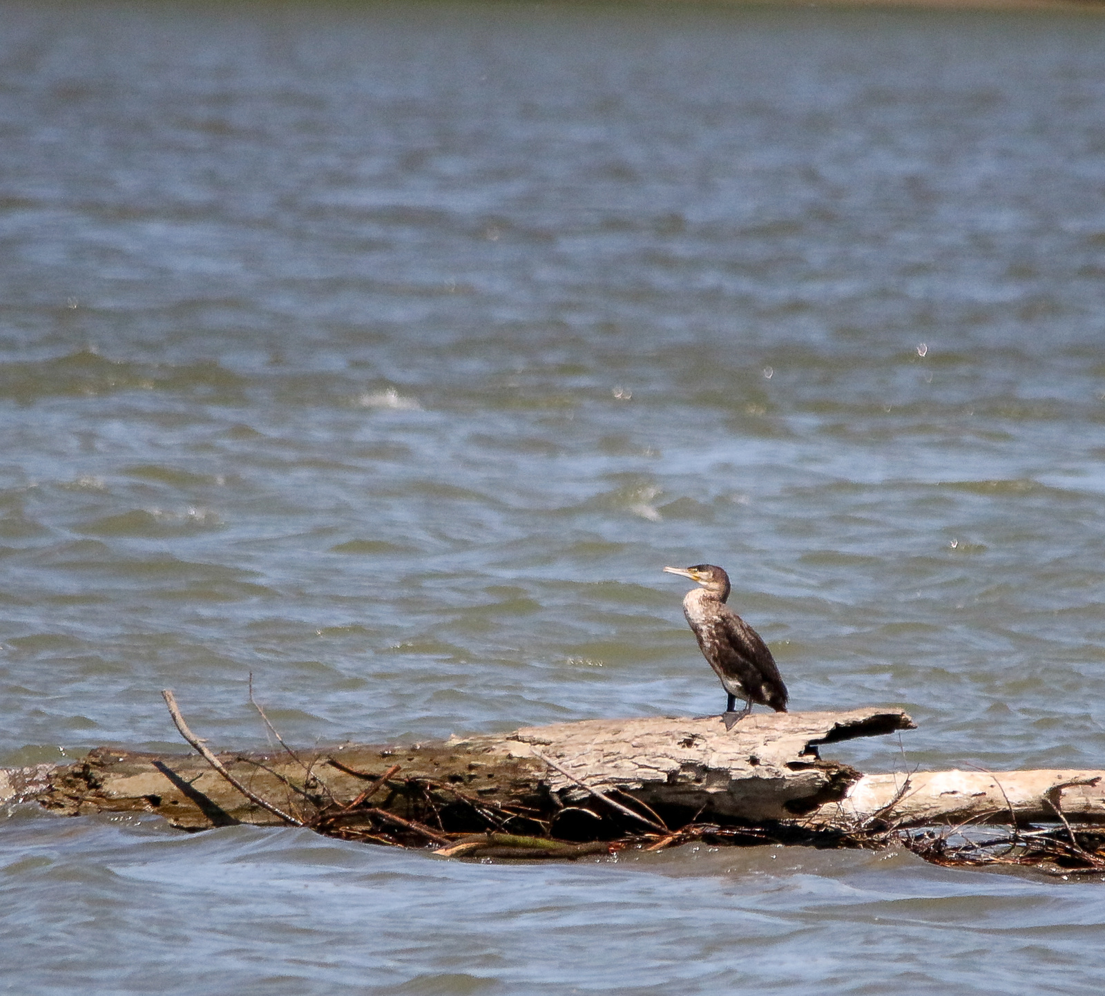 20140510 IMG 4395 14192888044[H]