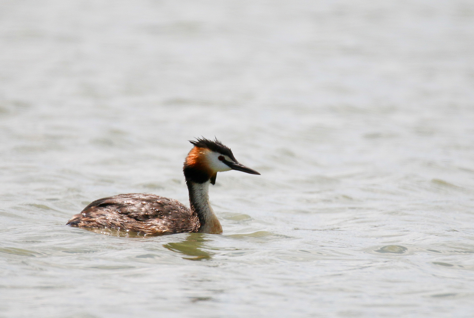 Great Crested Grebe (Podiceps cristatus) Búbos vöcsök 1481569472