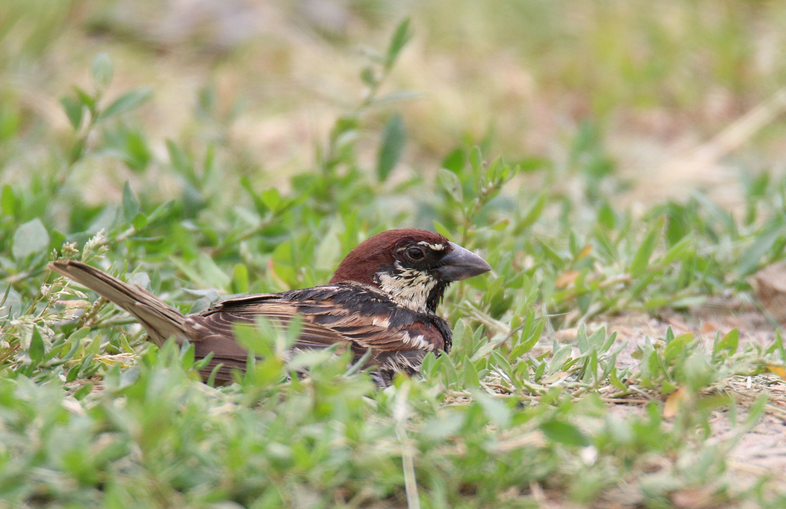 Spanish Sparrow Willow Sparrow (Passer hispaniolensis) berki ver