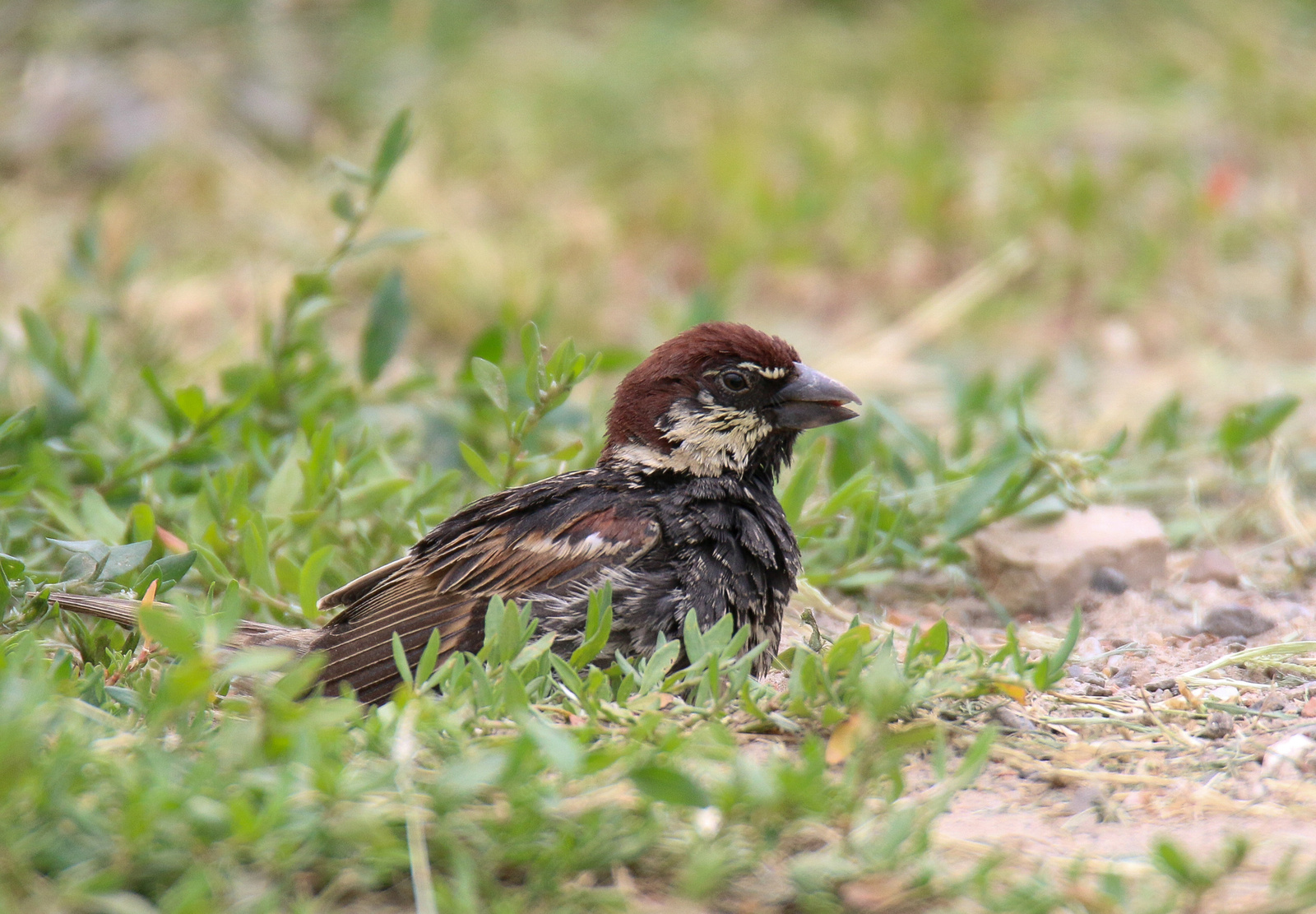 Span (Passer hispaniolensis) berki veréb