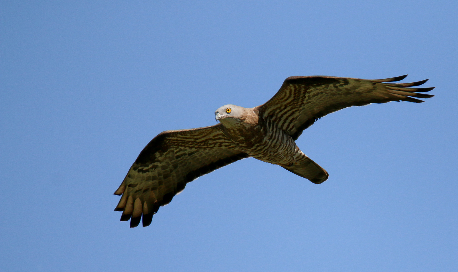 European honey buzzard (Pernis apivorus) Darázsölyv