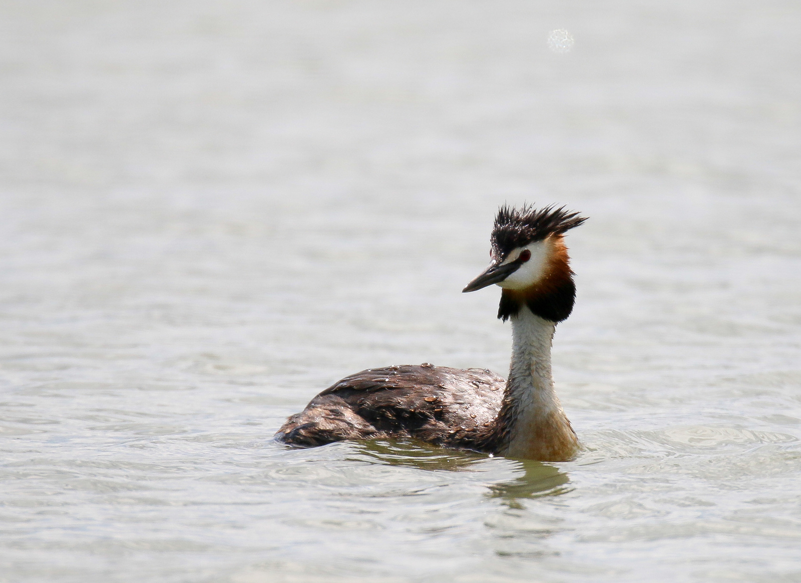 Great Crested Grebe (Podiceps cristatus) Búbos vöcsök