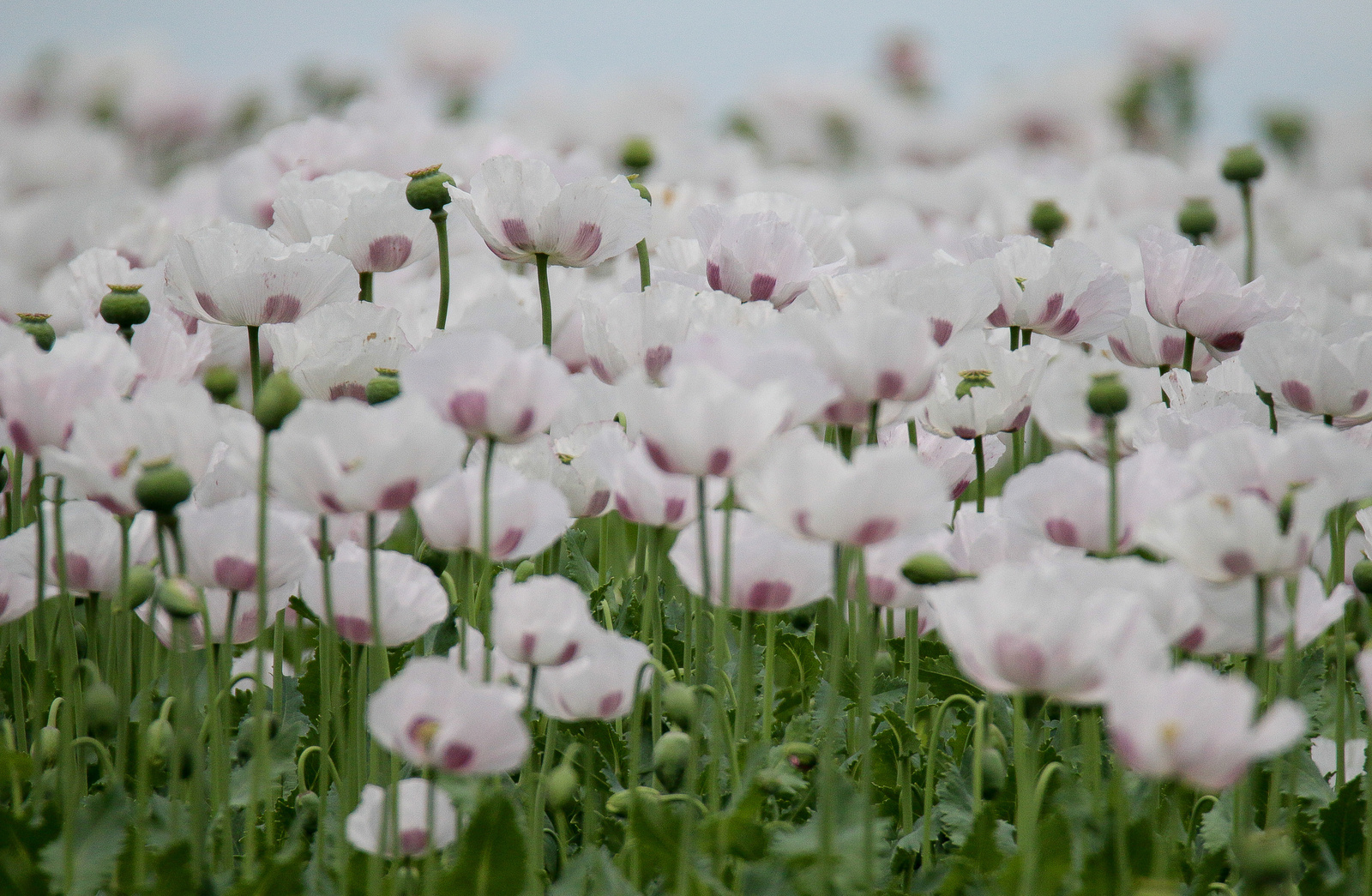 Poppy (seed) field Mákmező