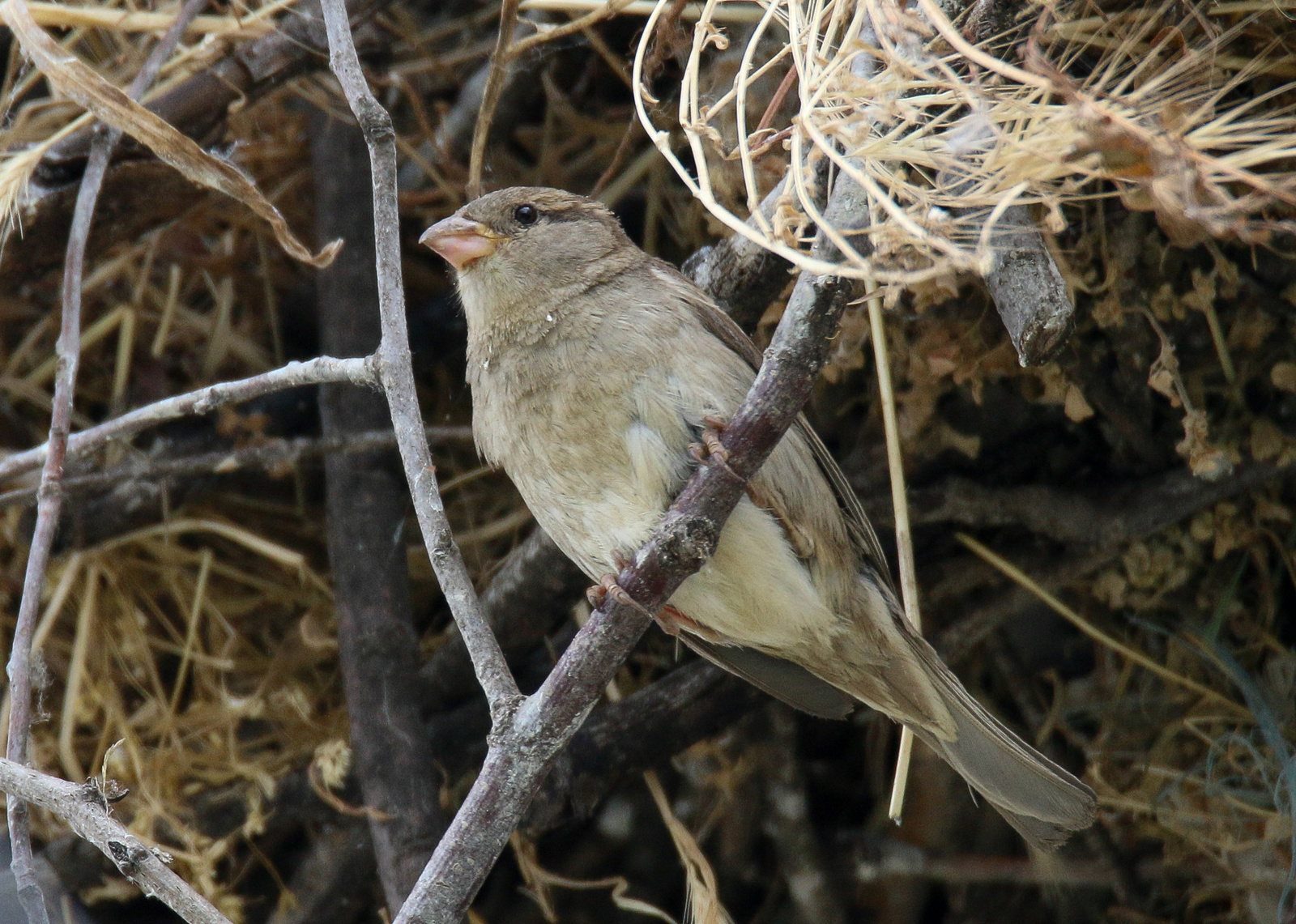 Spanish Sparrow Willow Sparrow (Passer hispaniolensis) berki ver