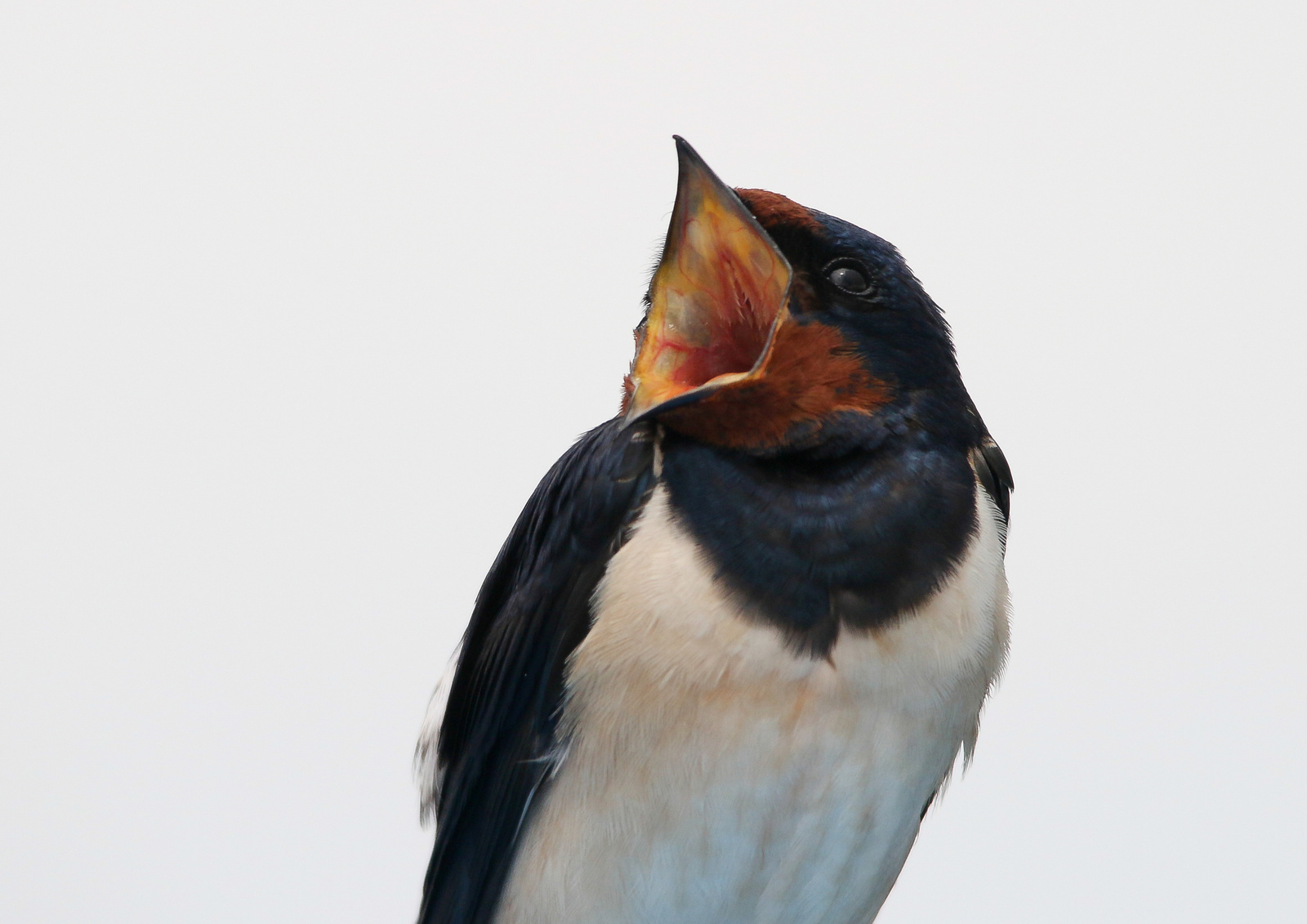 Barn swallow (Hirundo rustica) Füsti fecske