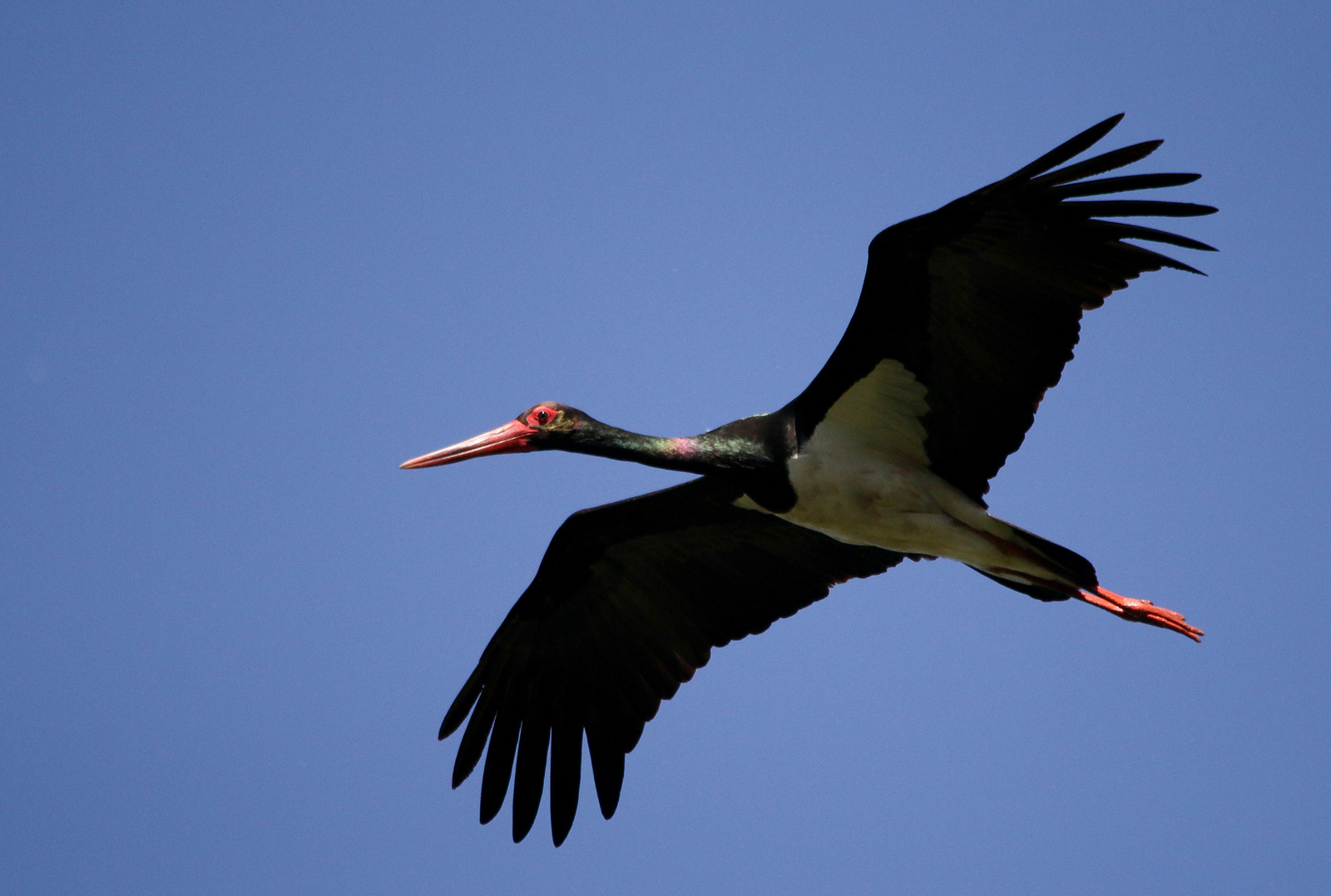 Black Stork (Ciconia nigra) Fekete gólya