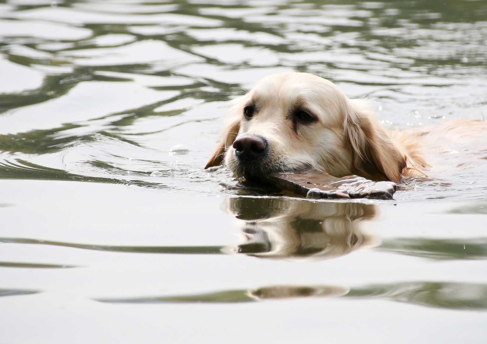 Kevin, golden retriever