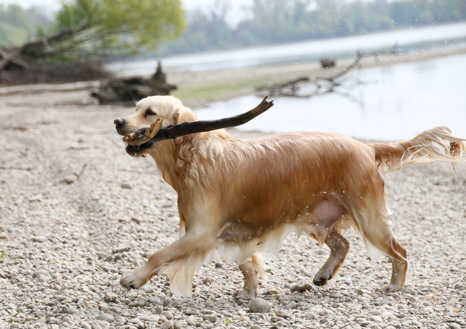 Kevin, golden retriever