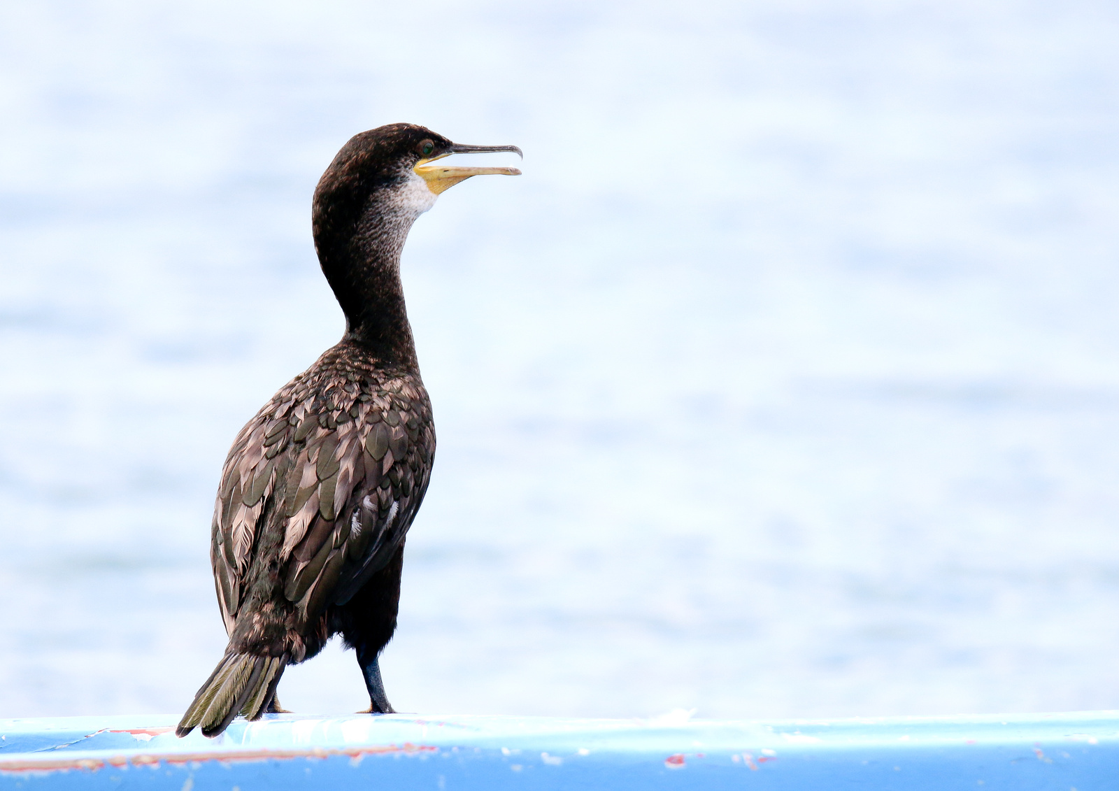 Üstökös kárókatona / Phalacrocorax aristotelis