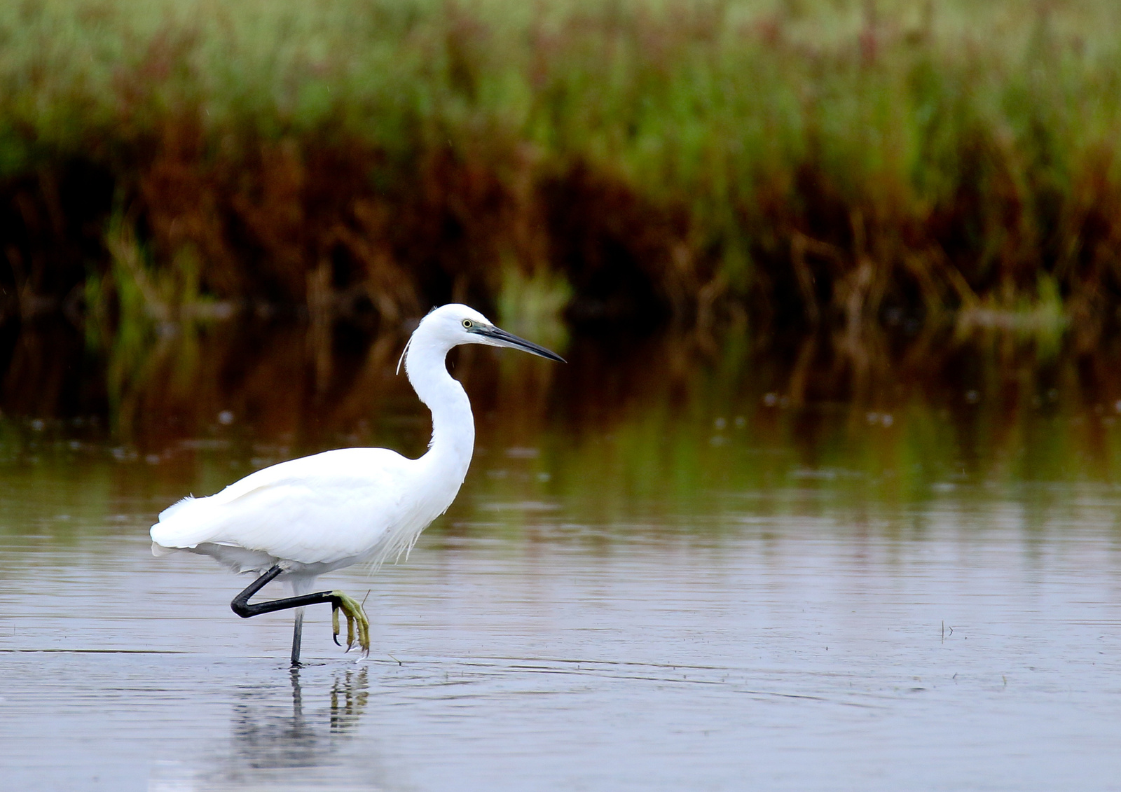 Kis kócsag (Egretta garzetta) Little Egret