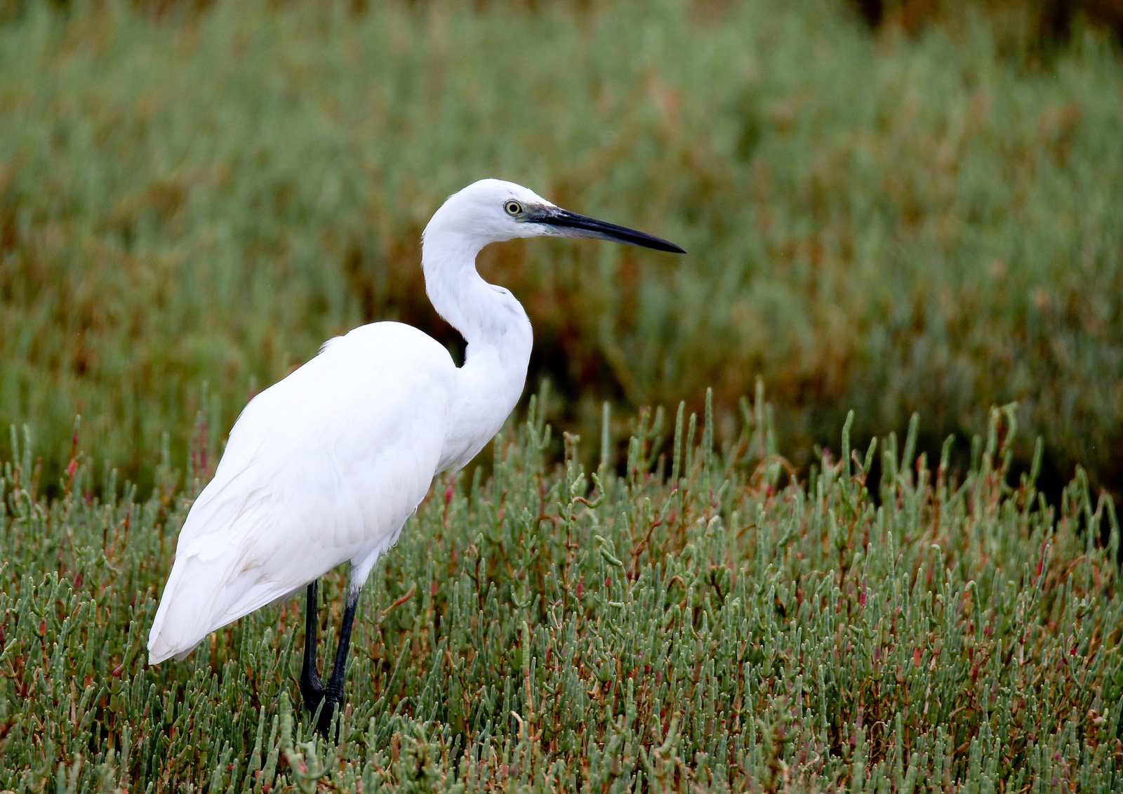 Kis kócsag (Egretta garzetta) Little Egret