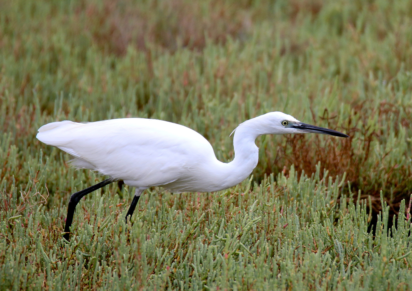 Kis kócsag (Egretta garzetta) Little Egret