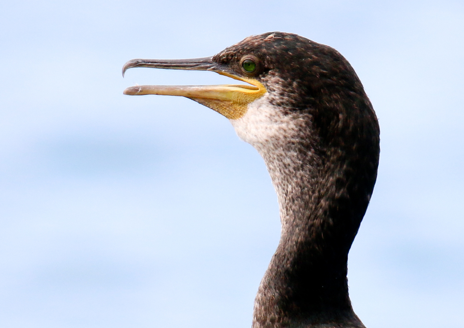 Üstökös kárókatona / Phalacrocorax aristotelis