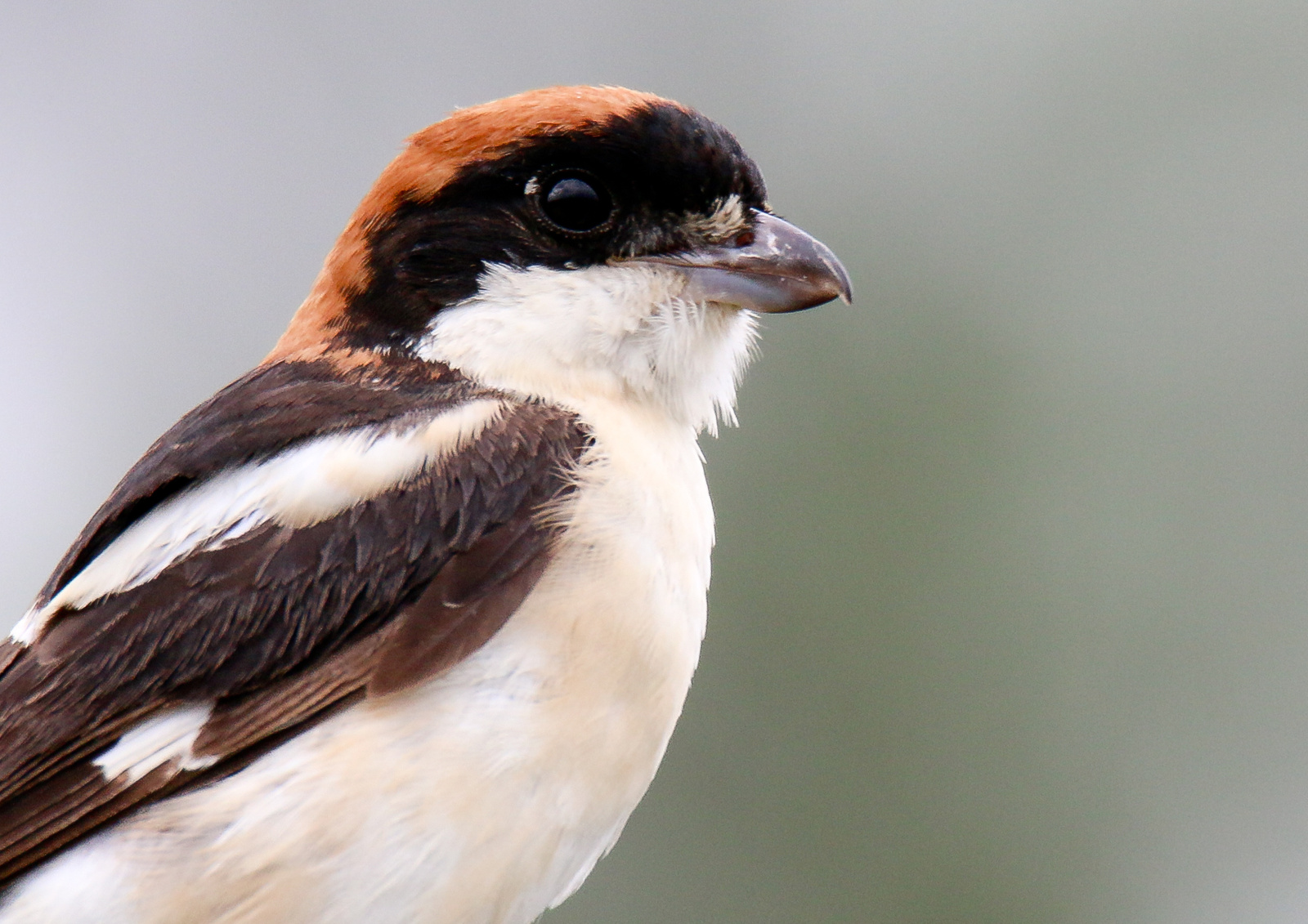 Vörösfejû gébics (Lanius senator) Woodchat shrike