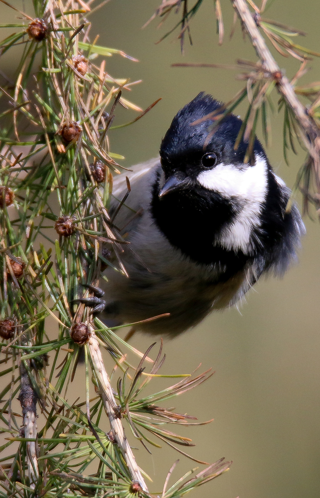 Fenyvescinege (Periparus ater)