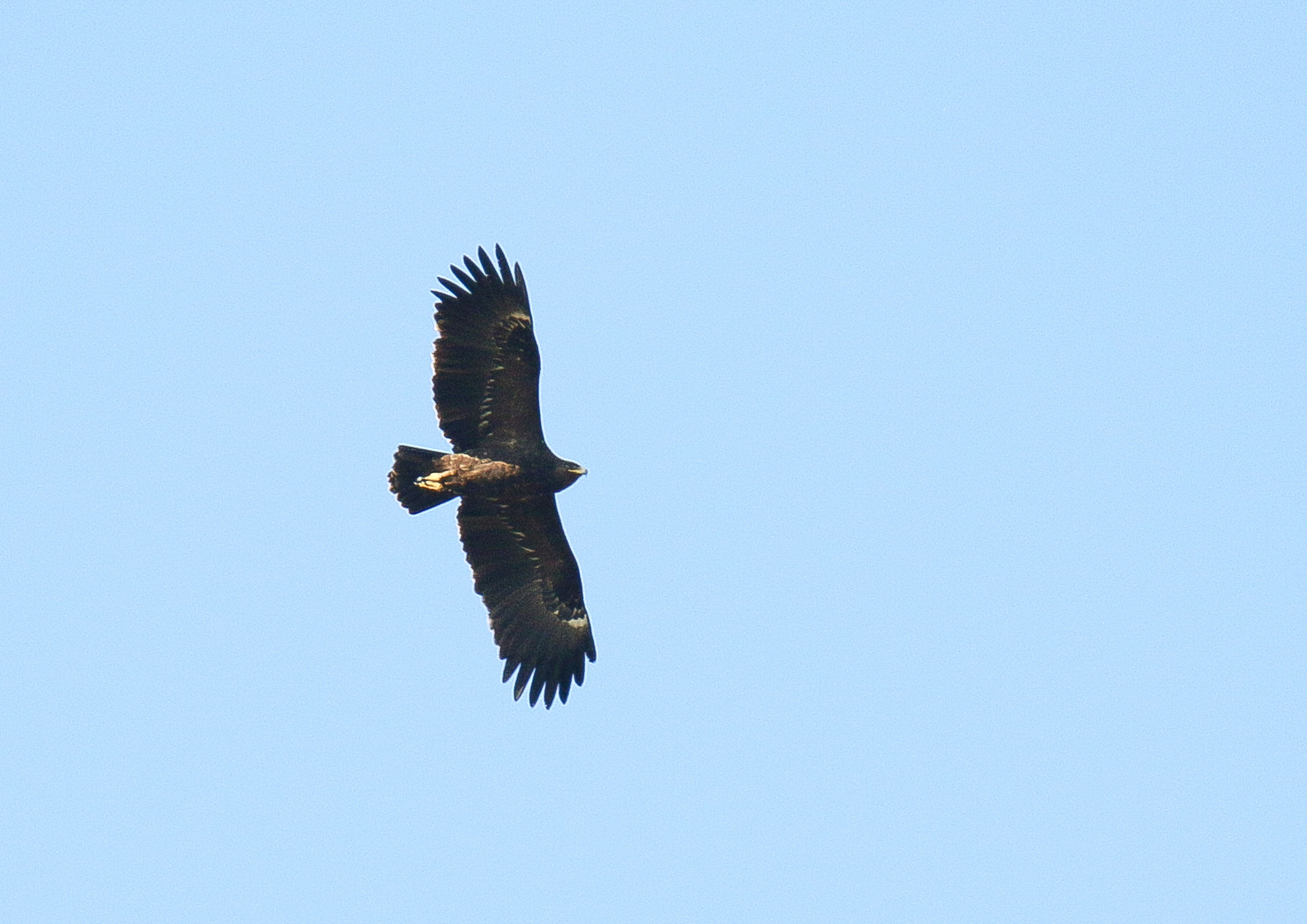 Fekete sas (Aquila clanga)